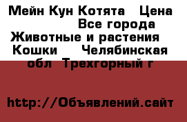 Мейн Кун Котята › Цена ­ 15 000 - Все города Животные и растения » Кошки   . Челябинская обл.,Трехгорный г.